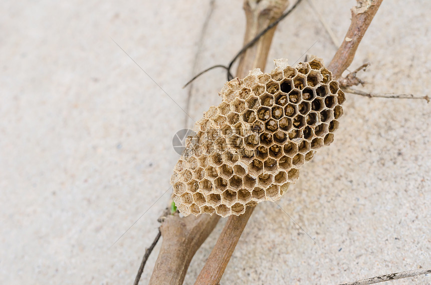 黄蜂巢梳子蜜蜂荒野蜂巢黑色细胞危险化合物殖民地野生动物图片
