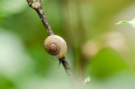 刺树和树木蜗牛宏观绿色花园螺旋环境热带植物野生动物叶子图片
