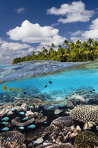 热带珊瑚礁     库克群岛-南太平洋图片