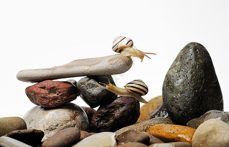 岩石上的蜗牛螺旋动物宏观鼻涕虫夫妻螺旋体花园蜗牛壳野生动物白色图片