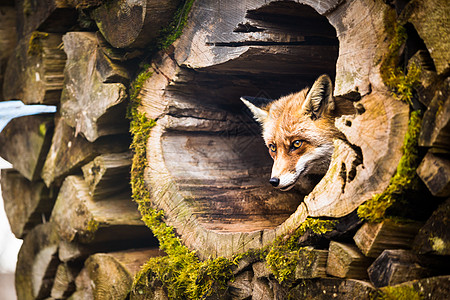 红狐狸野生动物女性哺乳动物幼兽荒野眼睛捕食者犬类动物动物园图片