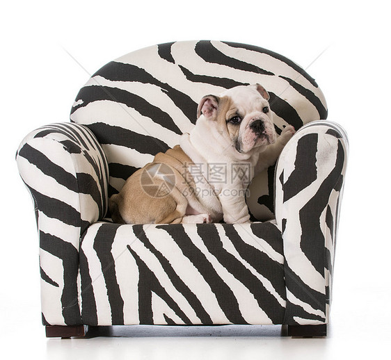 可爱的小狗犬类斗牛犬斑马纹宠物长椅白色椅子图片