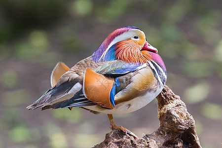 普通话鸭男性掌状账单橙子荒野野生动物羽毛紫色形目鸟类图片