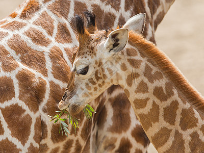 年轻的长颈鹿吃晚饭脖子斑点俘虏野生动物动物学生物脊椎动物棕色婴儿树叶图片