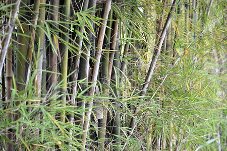 绿竹叶子环境植物群绿色木头植物图片