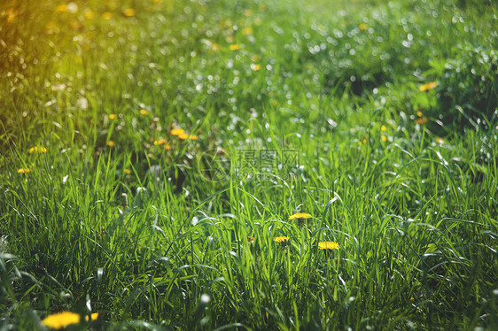 花层花朵喜悦草地公英草药场地休息树叶图片