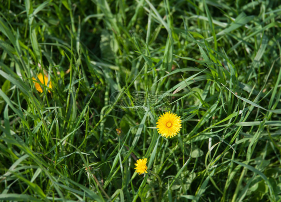 花层树叶花朵公英草地场地喜悦草药休息图片