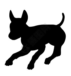 狗狗说明Silhouette插图小狗犬类花花公子动物剪影图片