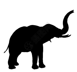 大象 说明 Silhouette动物园哺乳动物长毛插图剪影獠牙动物艺术图片