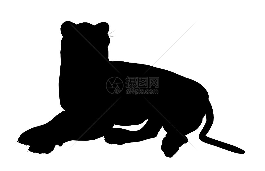 狮子说明Silhouette剪影插图猎豹艺术老虎图片