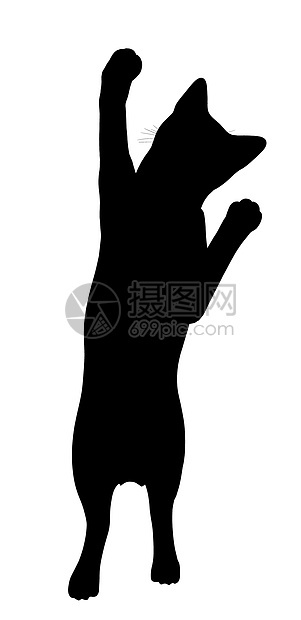 Cat 说明猫咪黑色猫科动物虎斑插图剪影动物宠物艺术图片