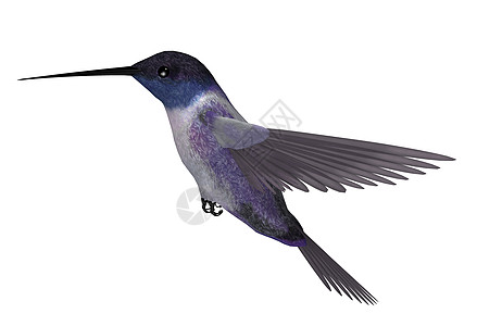 蓝紫蜂鸟图片