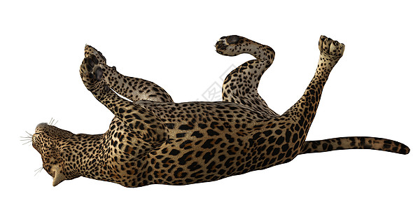 美洲虎山猫老虎鼠标狮子猎豹豹属大猫猫咪虎斑小猫背景图片