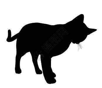 猫剪影Cat 说明猫咪剪影动物艺术黑色虎斑插图猫科动物宠物背景