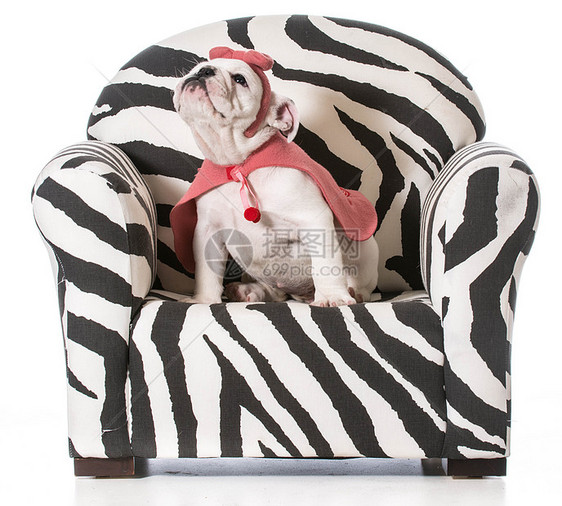 可爱的小狗项链戏服宠物犬类打印斗牛犬白色椅子长椅珠子图片