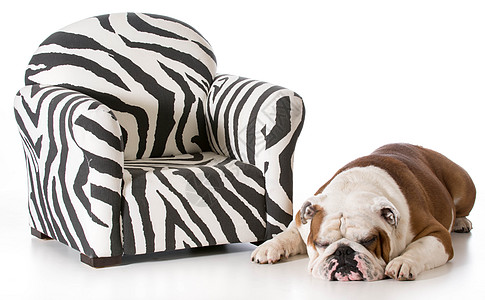 狗狗睡在椅子旁边图片