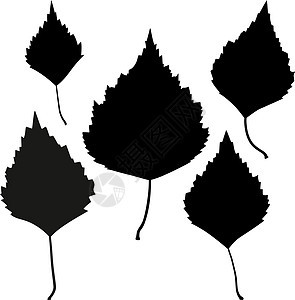 一组矢量黑白树叶大纲黑色落叶森林艺术草图植物学绘画桦木收藏植物图片