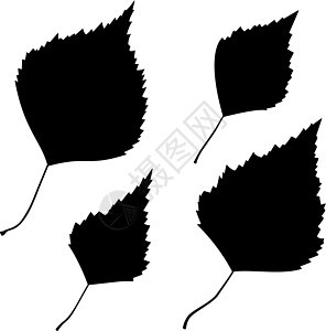 一组矢量黑白树叶大纲插图绘画落叶黑色艺术季节桦木植物收藏白色图片