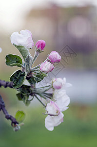 苹果树开花 苹果花贴近花园植被水果叶子农场季节园艺花瓣植物群生长图片