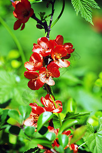 一朵小红鸡尾花的特写茶花脆弱性水果植物学花园花瓣衬套花朵季节叶子图片