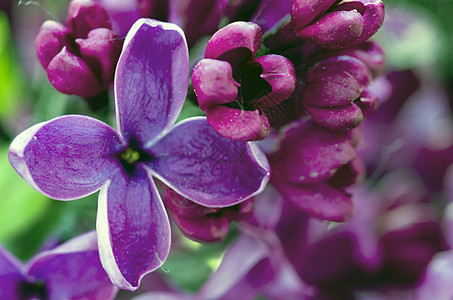 花朵的开花 背景摘要 宏观照片情怀叶子花束香水季节芳香植物群庆典紫色花园图片