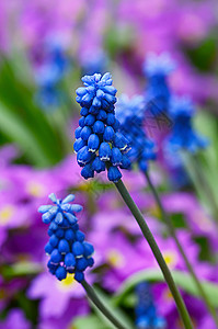 花园中的蓝春花生长野花花瓣宏观场地植物绿色土地荒野紫色图片