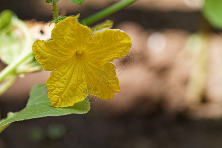 黄瓜食物植物群季节花朵植物学宏观叶子农业环境花园图片