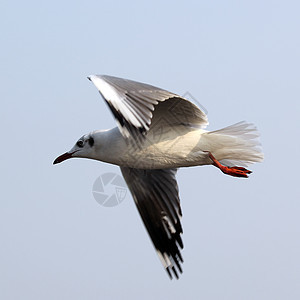 飞行海鸥羽毛宠物鸟群象征天空野生动物水鸟荒野海鸟动物图片