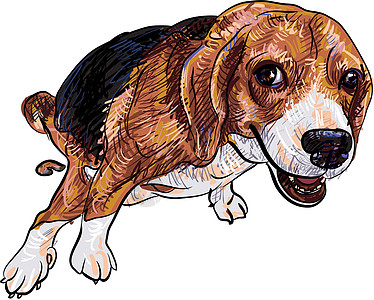 旁观 beagle插图猎犬大便动物草图姿势哺乳动物绘画犬类厌恶图片