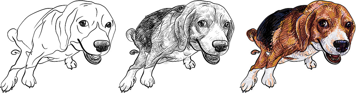 旁观 beagle宠物姿势厌恶动物绘画船尾犬类棕色草图小狗图片