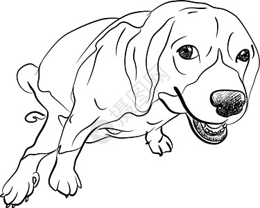 旁观 beagle绘画插图哺乳动物猎犬姿势草图动物厌恶宠物便便图片