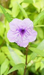 紫罗兰花花植物植物群绿色紫色香玉叶子图片