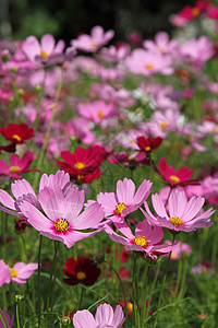 粉粉宇宙花朵粉色绿色植物植物群花园农村紫色场地荒野图片