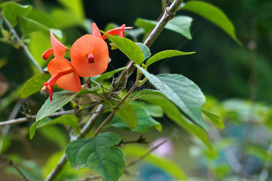像中国帽子一样的橙色花朵 高尔姆斯基奥迪亚图片