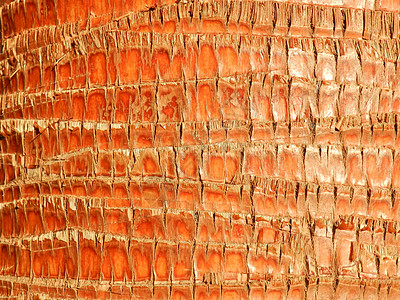 棕榈树树皮棕榈树树树皮纹理木头棕榈材料背景