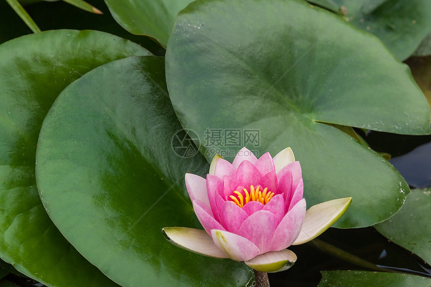 粉莲花花热带绿色池塘植物花瓣花园植物群荷花公园粉色图片