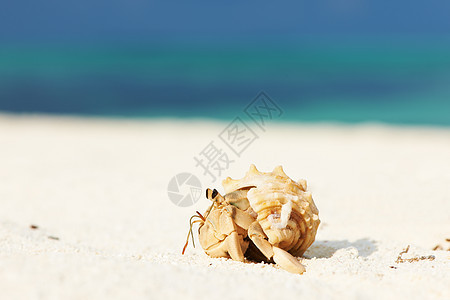 沙滩的寄居蟹风景甲壳旅行螃蟹白色热带天空动物假期野生动物图片
