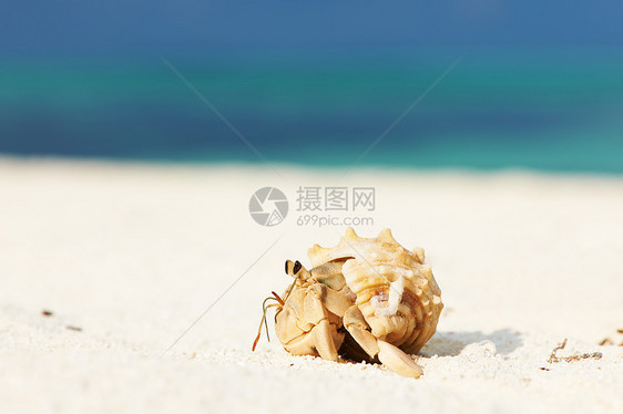 沙滩的寄居蟹风景甲壳旅行螃蟹白色热带天空动物假期野生动物图片