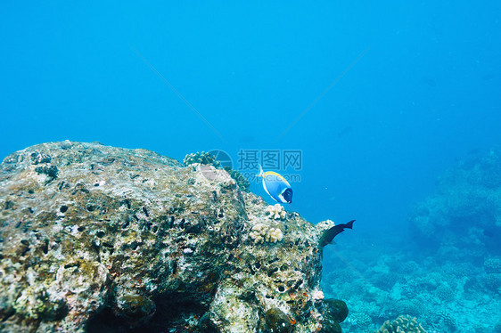 马尔代夫的珊瑚礁浮潜热带旅行海洋蓝色动物假期海上生活潜水生活图片