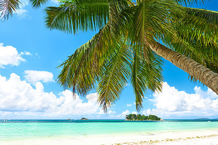 塞舌尔美丽的海滩 有棕榈树风景热带异国海景假期海岸线情调蓝色旅行天空图片