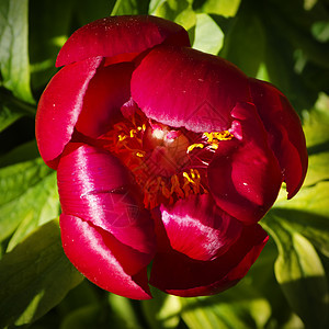 孔花花叶子牡丹花瓣绿色花园植物红色图片