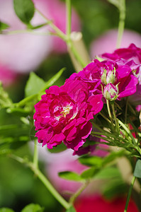 玫瑰花花园艺玫瑰花园植物群叶子图片