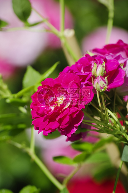 玫瑰花花园艺玫瑰花园植物群叶子图片