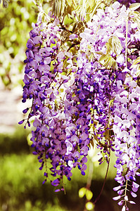 水花紫色园艺植物花园叶子绿色紫丁香植物群衬套粉色图片