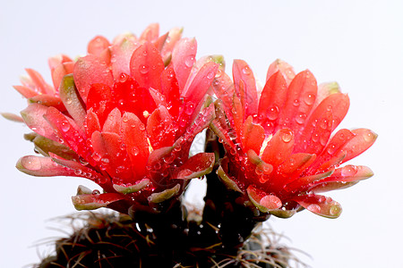 美丽的体操仙人掌花雌蕊热带花瓣植物宏观房子紫色植物群盆栽棘爪图片