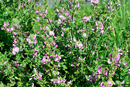 美丽的粉红色草原花朵框架植物群花园边界季节树叶花瓣叶子植物明信片图片