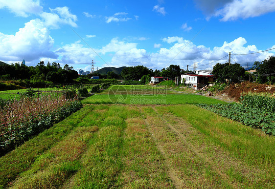 稻田热带季节食物粮食谷物农场培育农村收成蓝色图片