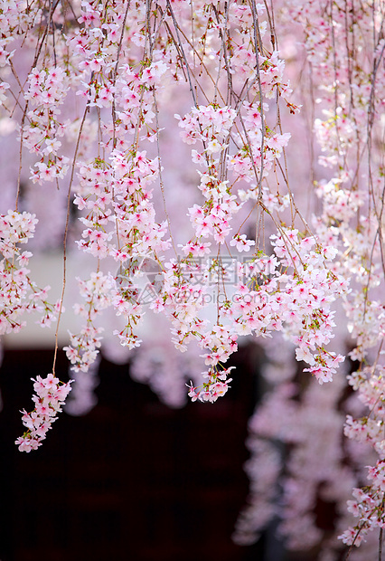 樱花花植物学樱花花瓣花园季节柔软度植物群植物美丽果园图片