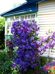 房子附近有美丽的蓝蓝色的花朵季节草地植物群边界生长叶子花瓣花园藤蔓风景图片