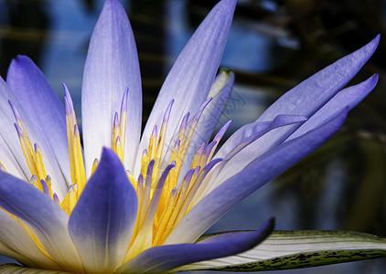 亚马逊水冥想植物百合花园叶子环境花瓣紫色植物学季节图片